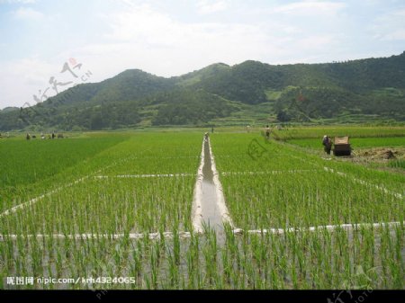 水稻灌溉图片