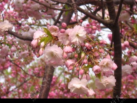 樱花簇淡粉图片