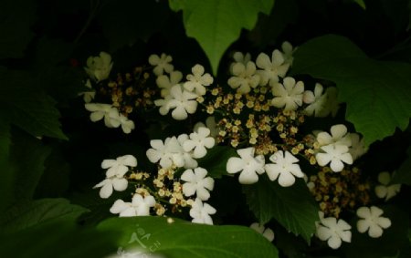 白色小花图片