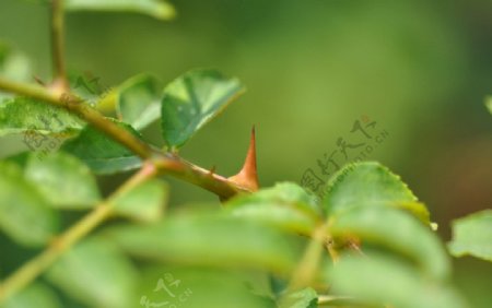 花椒树植物图片