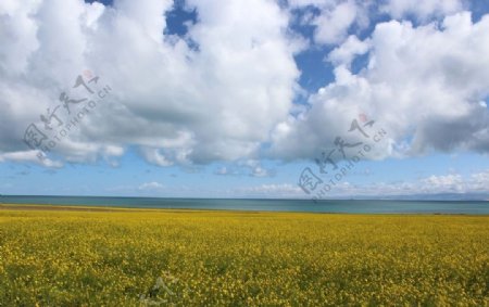 油菜花田野图片