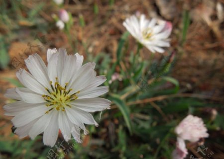 白色野雏菊图片