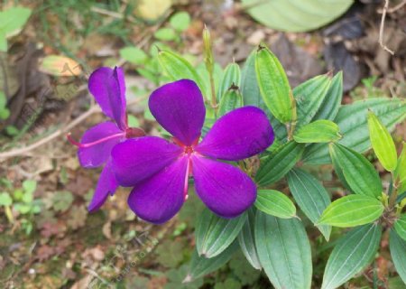紫色巴西野牡丹图片