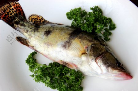 海鲜桂鱼图片