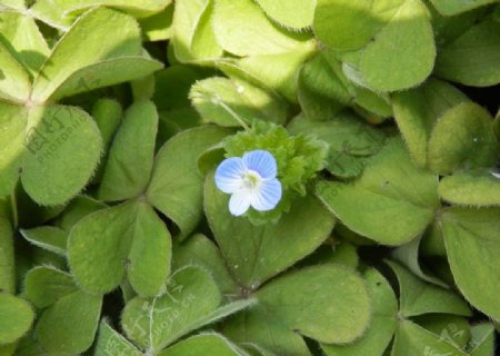 绿叶与蓝色小花图片