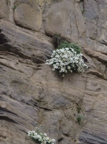岩石峭壁上的美丽花朵图片