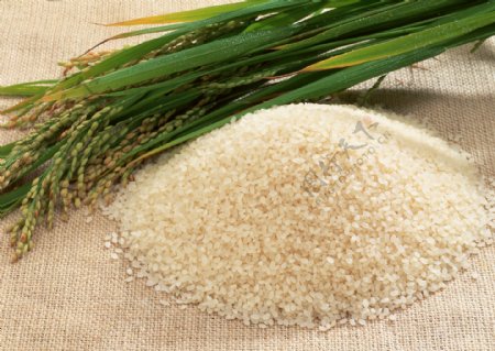 大米和稻谷图片