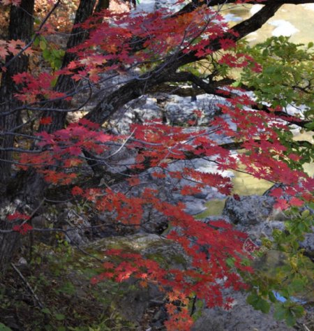 关门山枫叶图片