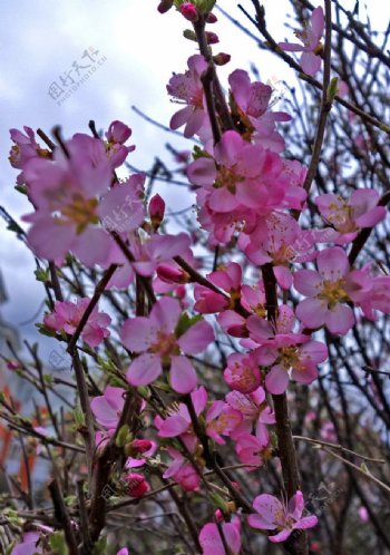 春天校园的榆叶梅花图片