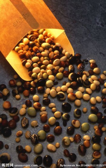大豆品种图片