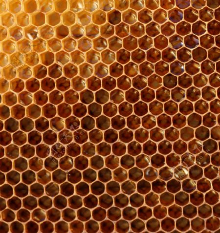 蜂巢里的蜂蜜图片