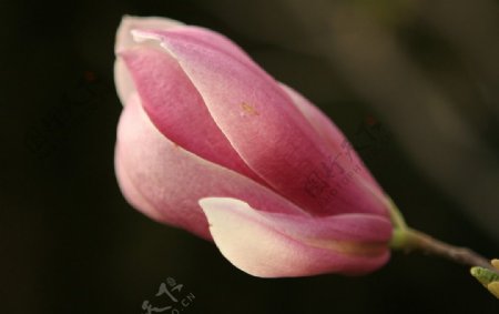 红玉兰花图片
