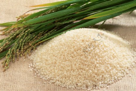 大米米饭图片