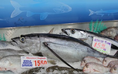 悉尼海鲜市场的鱼图片