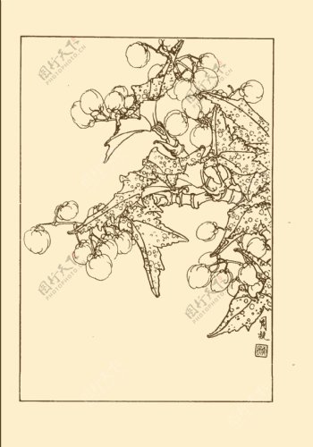 竹节海棠图片