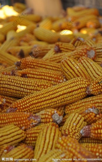 金秋玉米丰收场景素材图片