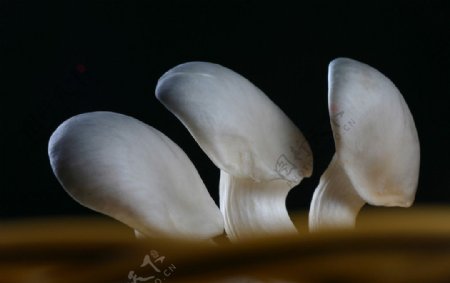 食材系列蘑菇图片