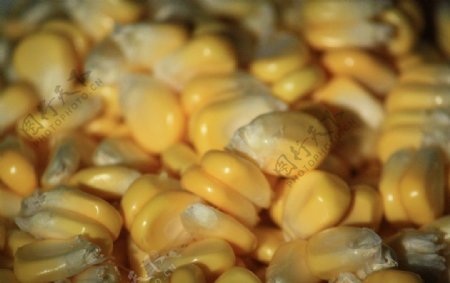 金黄玉米玉米粒图片