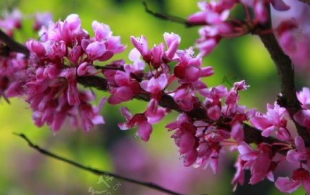 山野紫荆花图片