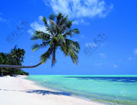 海南大海椰子树图片