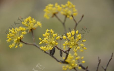 山茱萸图片