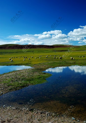 高原羊群图片