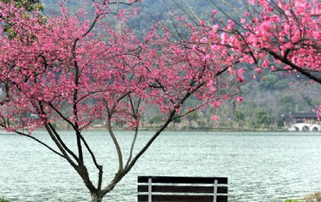 湘湖美景图片