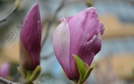 紫玉兰花蕾图片