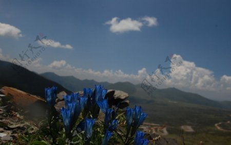 山顶的蓝莲花图片