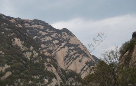 华山树木山水图片