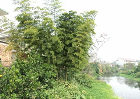 绿色竹林竹子小溪图片