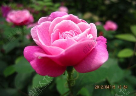 浪漫玫瑰图片