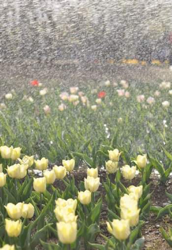 雨中的郁金香图片