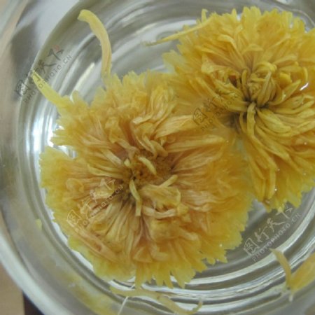 黄山贡菊图片