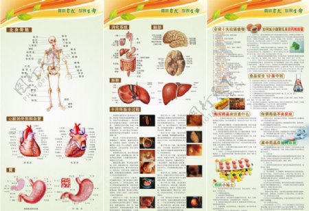 人体器官及食品药品安全图片