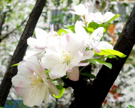 白色海棠花图片