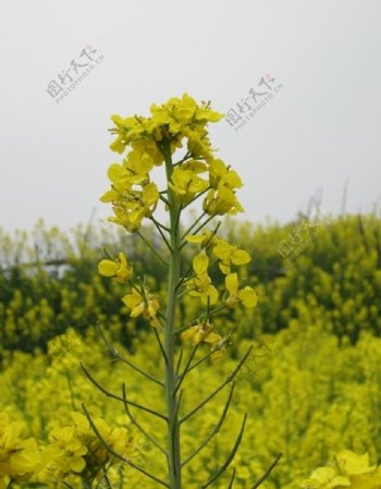 油菜花图片