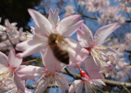 蜜蜂与樱花图片