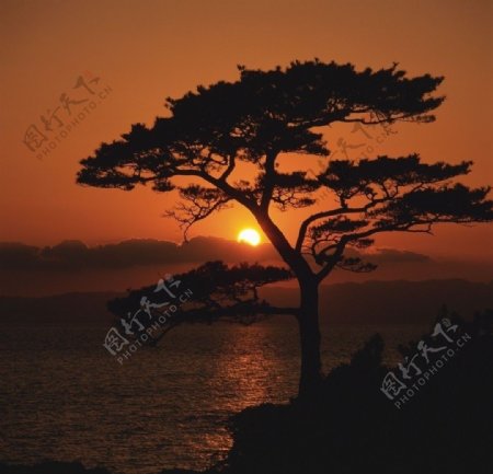 夕阳中的松树图片