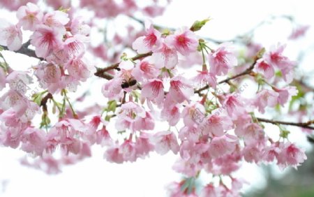 粉色樱花与蜜蜂图片