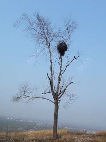 山顶树巢图片