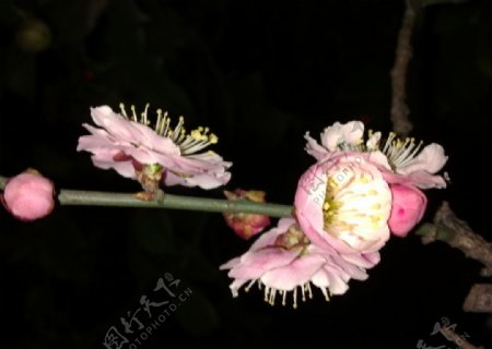 梅花吐蕊图片
