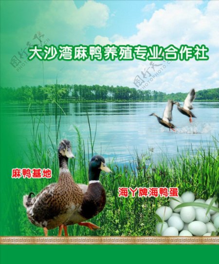 鸭农产品展板图片