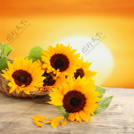 太阳花背景图片