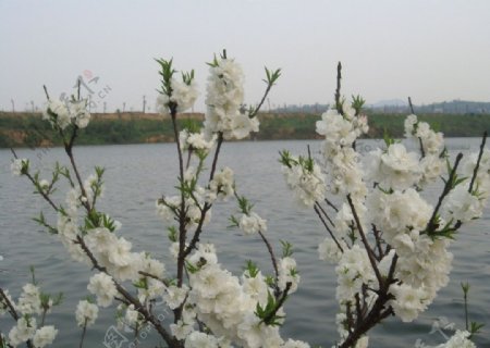 桃花花枝图片