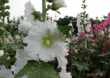 白色蜀葵花图片