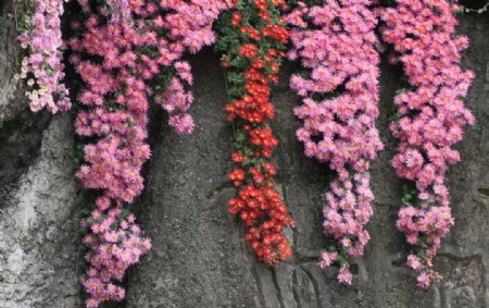 崖菊菊花图片