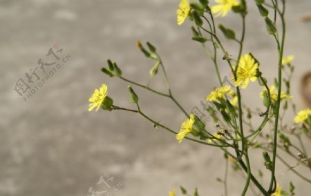 小花野菊花图片