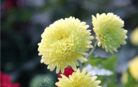 嫩黄色菊花图片