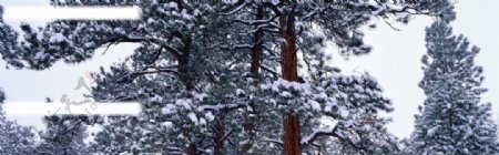 冰雪覆盖的松树图片